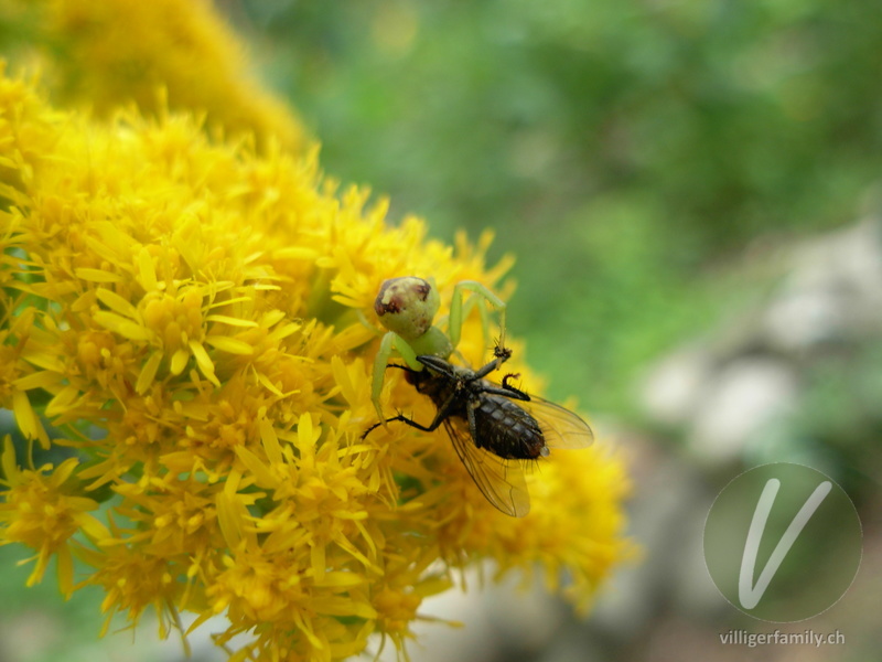 Krabbenspinne (Misumenops tricuspidatus): Übersicht